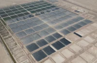 The Shrimp Farm